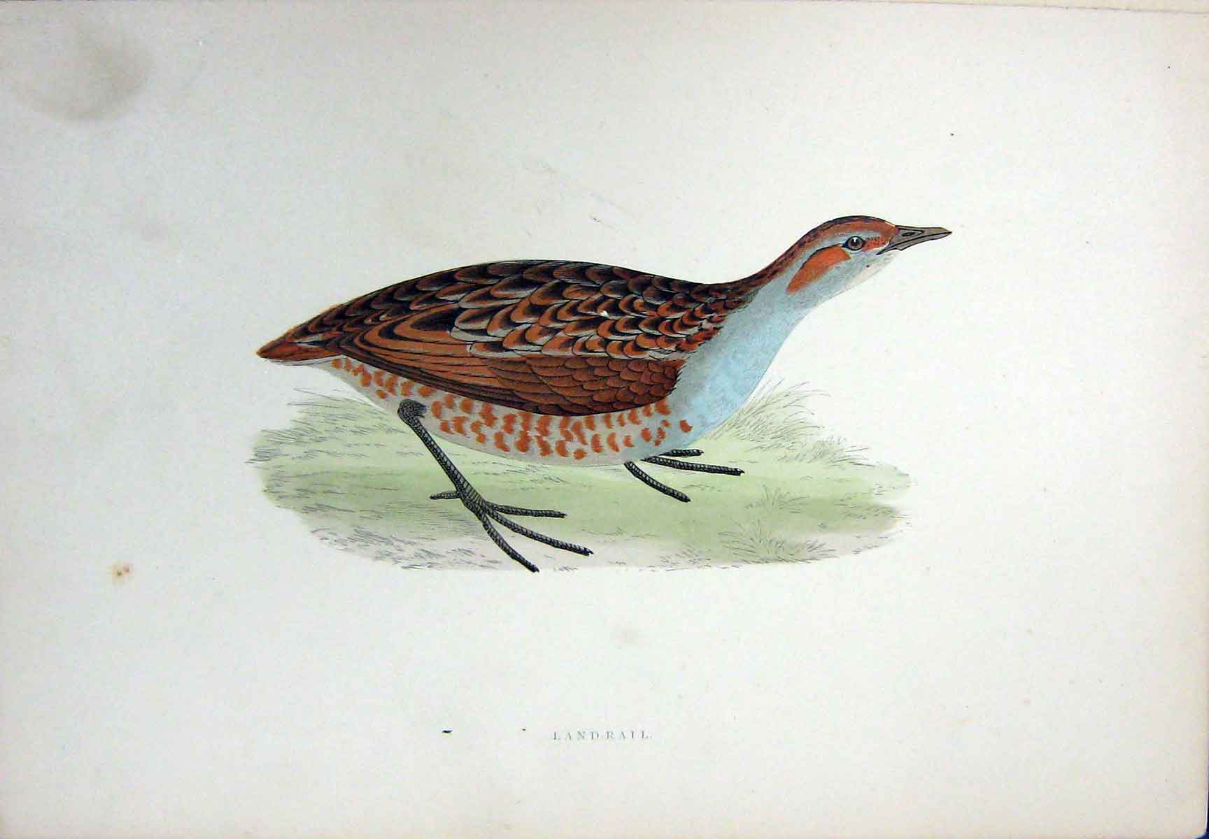 Original Old Antique Print Colour Landrail Bird Nature