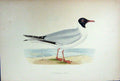 Original Old Antique Print Colour Laughing Gull Bird Ornothology
