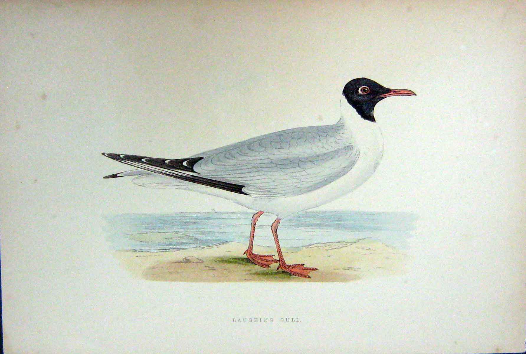 Original Old Antique Print Colour Laughing Gull Bird Ornothology
