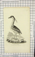Original Old Antique Print 1824 Bird Night Heron Ornithology 19th Century