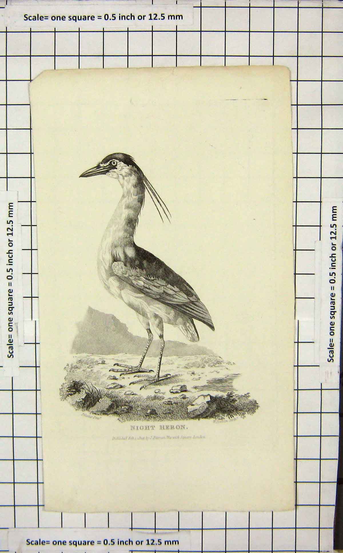 Original Old Antique Print 1824 Bird Night Heron Ornithology 19th Century