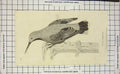 Original Old Antique Print 1811 Wall Creeper Bird Ornithology Napoleonic Era
