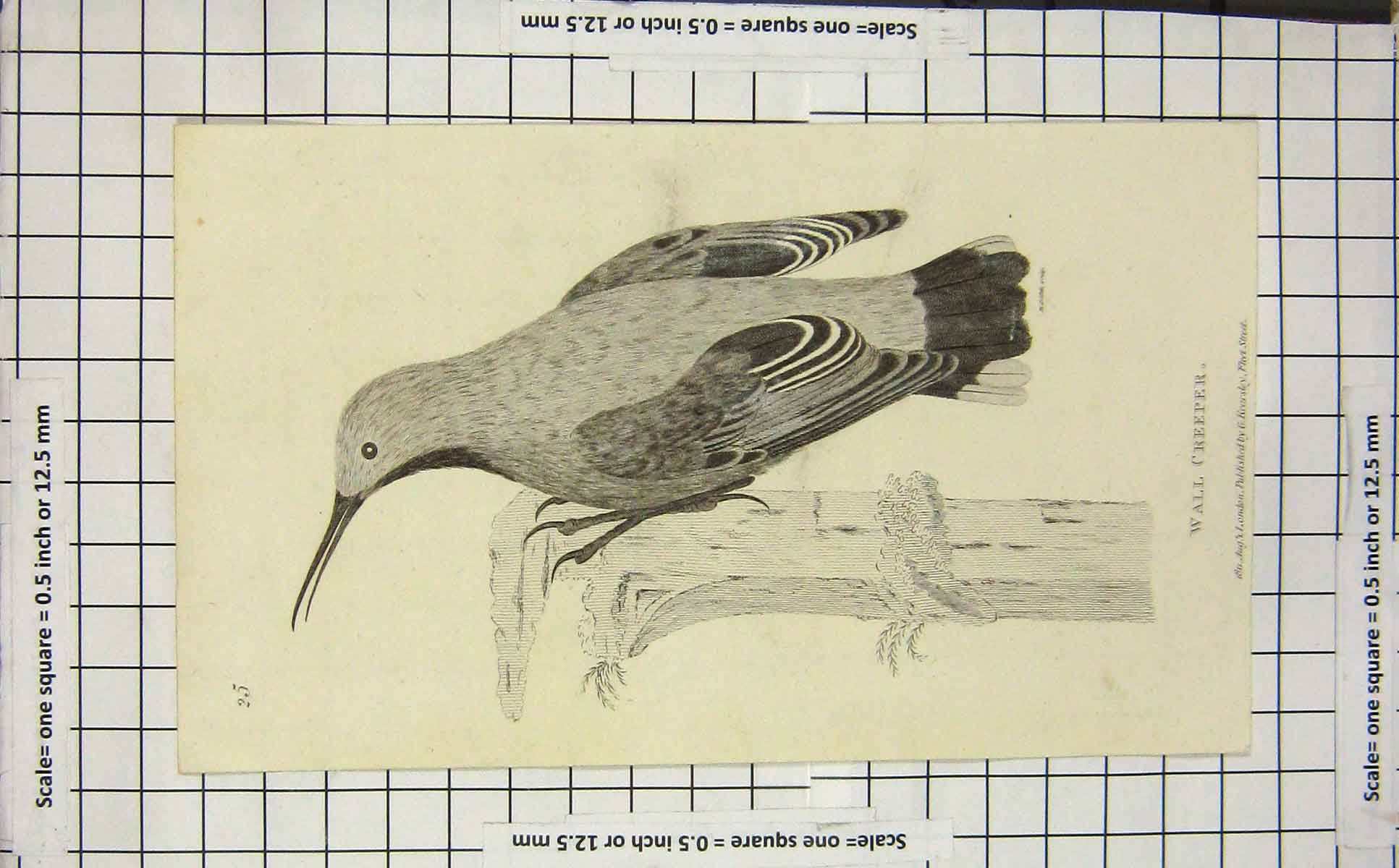 Original Old Antique Print 1811 Wall Creeper Bird Ornithology Napoleonic Era
