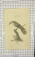 Original Old Antique Print Cuckoo Bird Nature Ornithology