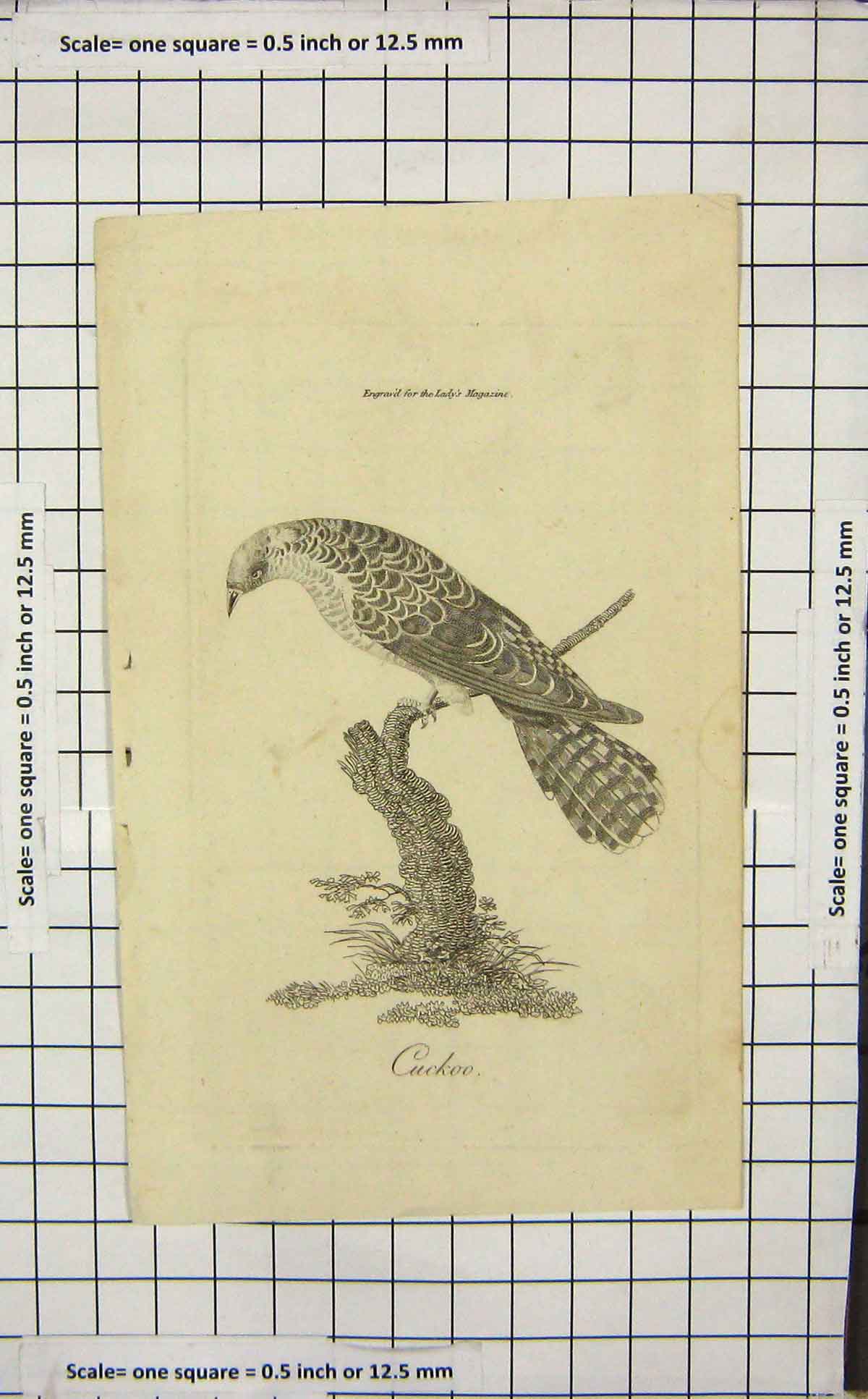 Original Old Antique Print Cuckoo Bird Nature Ornithology
