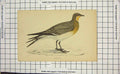 Original Old Antique Print Colour Pratincole Bird Ornithology