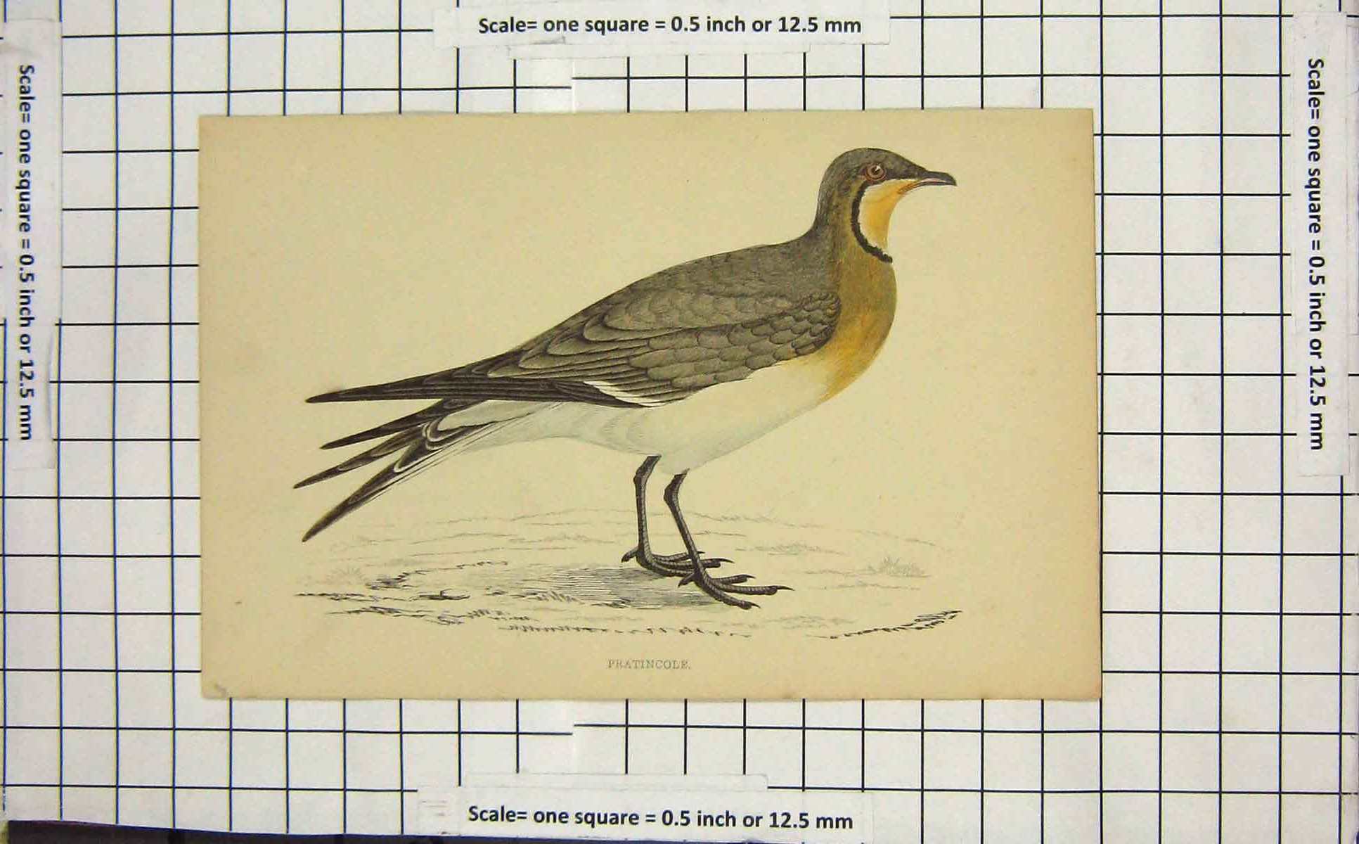 Original Old Antique Print Colour Pratincole Bird Ornithology