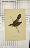Original Old Antique Print Colour Bird Grasshopper Warbler Ornithology