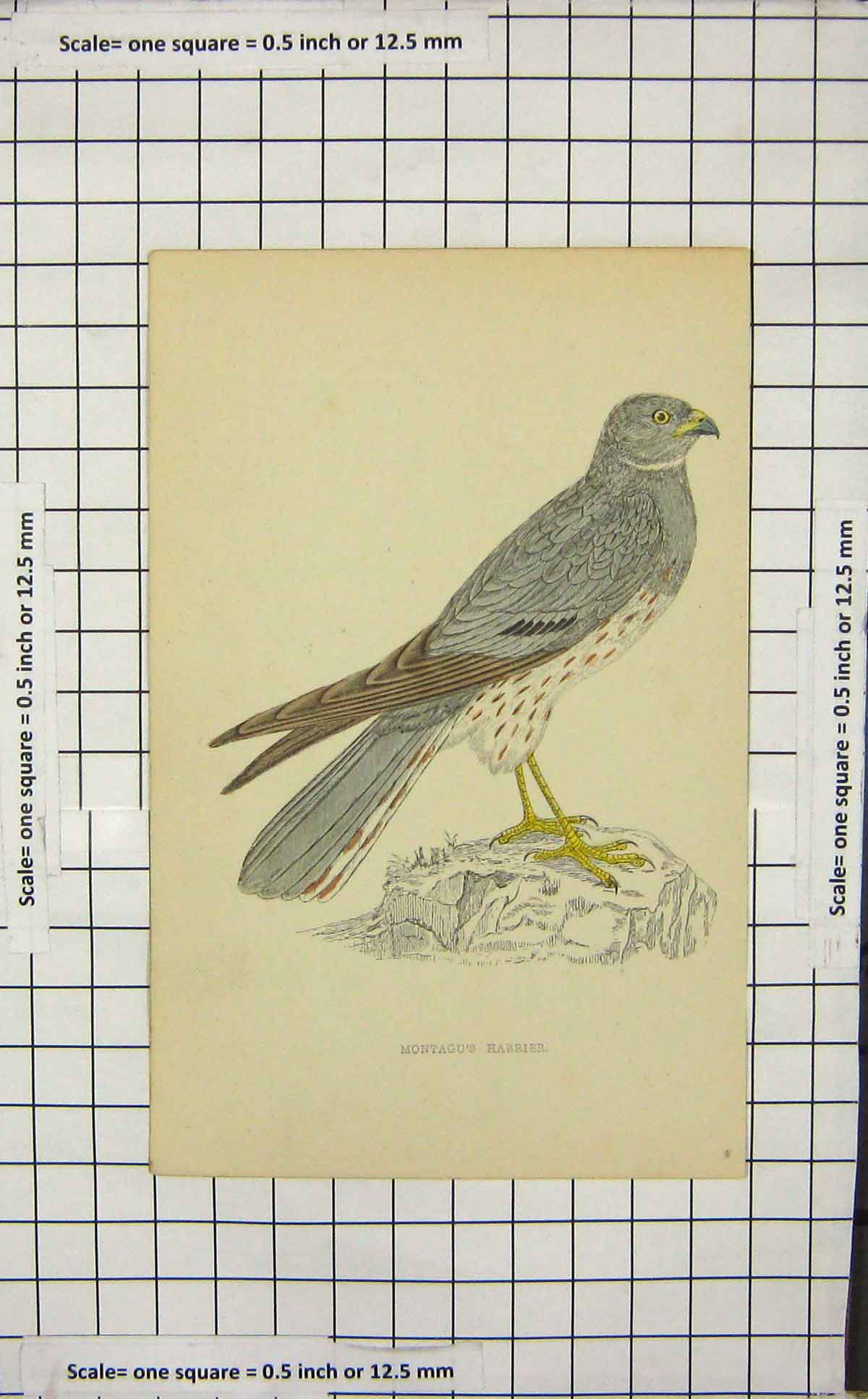 Original Old Antique Print Montagu'S Harrier Bird Prey Ornithology