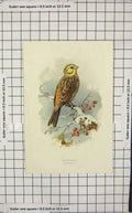 Original Old Antique Print Thorburn Yellow Hammer Bird Ornithology
