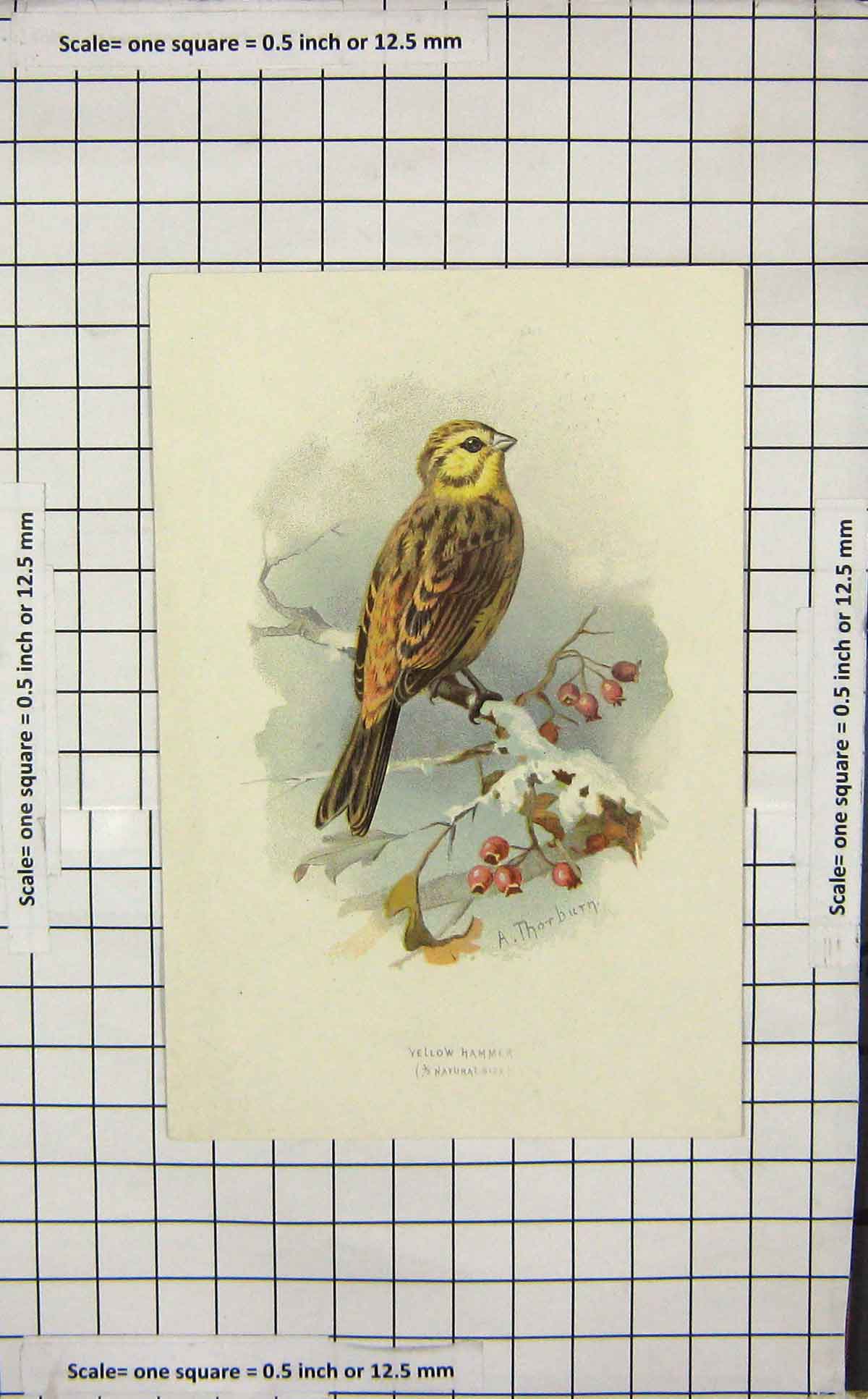 Original Old Antique Print Thorburn Yellow Hammer Bird Ornithology