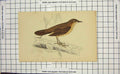 Original Old Antique Print Colour Savi'S Warbler Bird Ornithology Nature