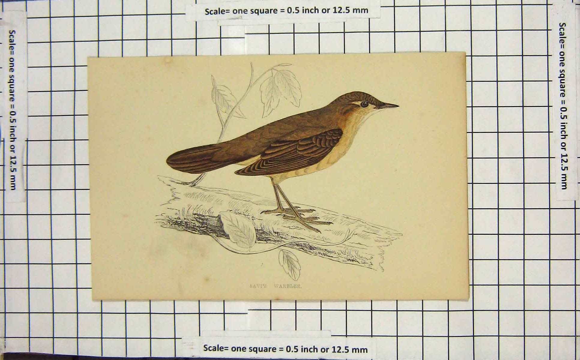 Original Old Antique Print Colour Savi'S Warbler Bird Ornithology Nature