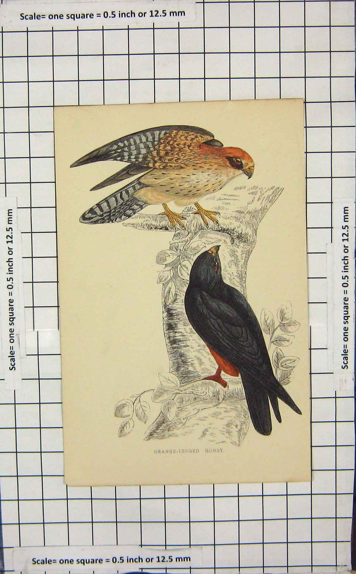 Original Old Antique Print Colour Orange-Legges Hobby Bird Ornithology