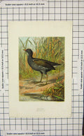 Original Old Antique Print Ornithology Thorburn Moorhen Bird Nature