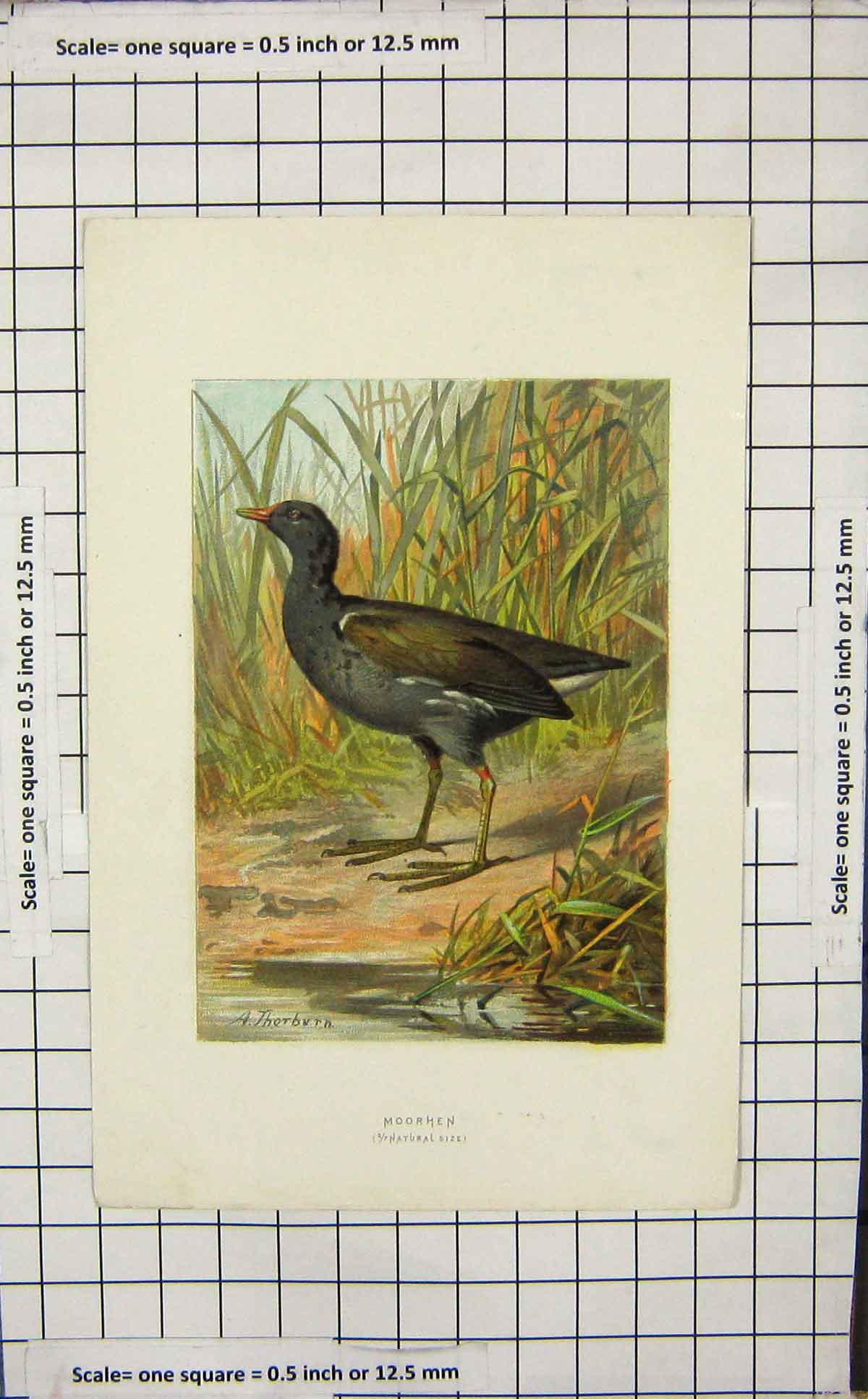Original Old Antique Print Ornithology Thorburn Moorhen Bird Nature