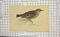 Original Old Antique Print Ornithology Alpine Accentor Bord Ornithology Nature