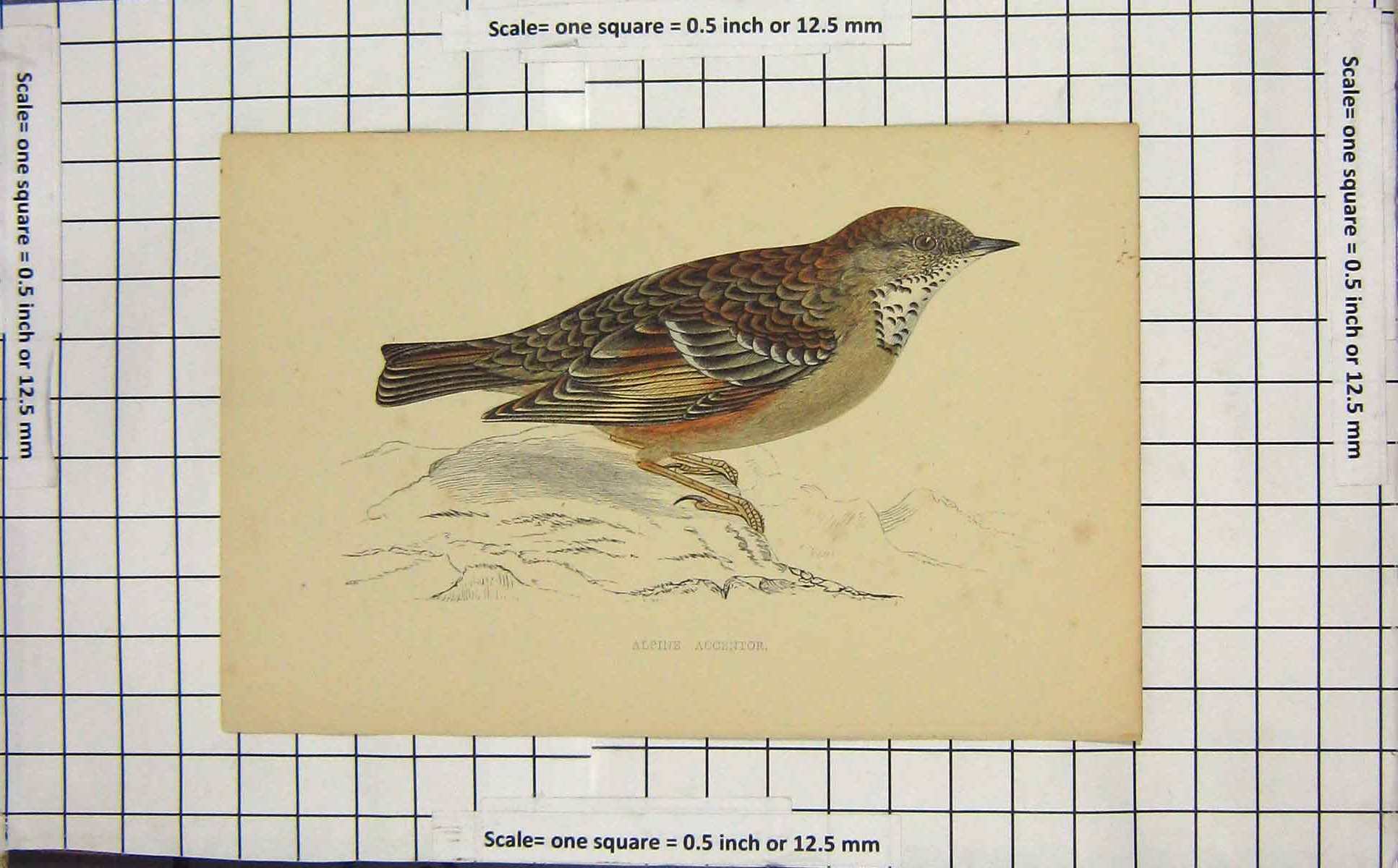 Original Old Antique Print Ornithology Alpine Accentor Bord Ornithology Nature