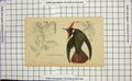 Original Old Antique Print Colour Oxypogon Lindeni Bird Ornithology