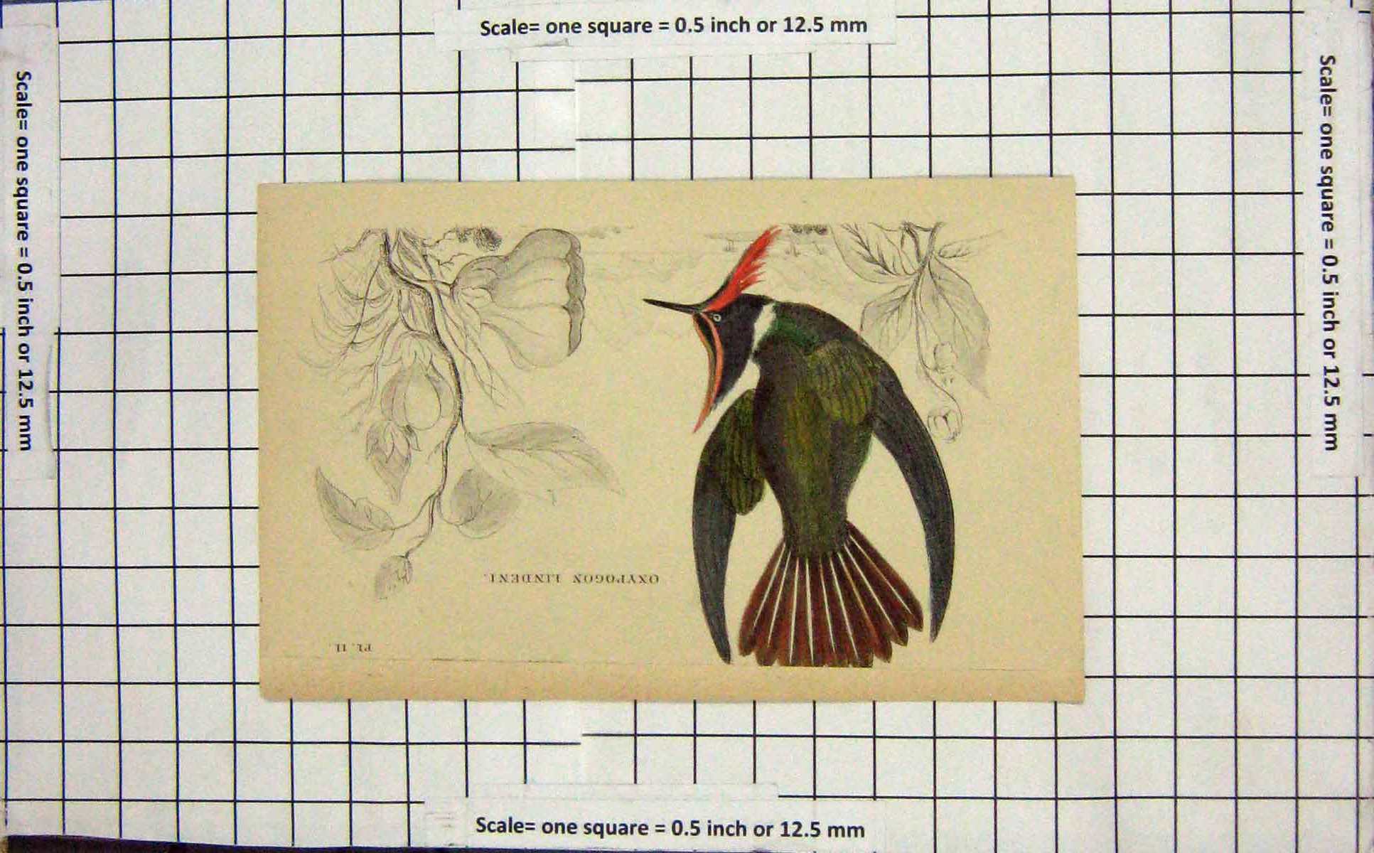 Original Old Antique Print Colour Oxypogon Lindeni Bird Ornithology