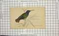 Original Old Antique Print Ornithology Chrysuronia Aenone Bird Colour
