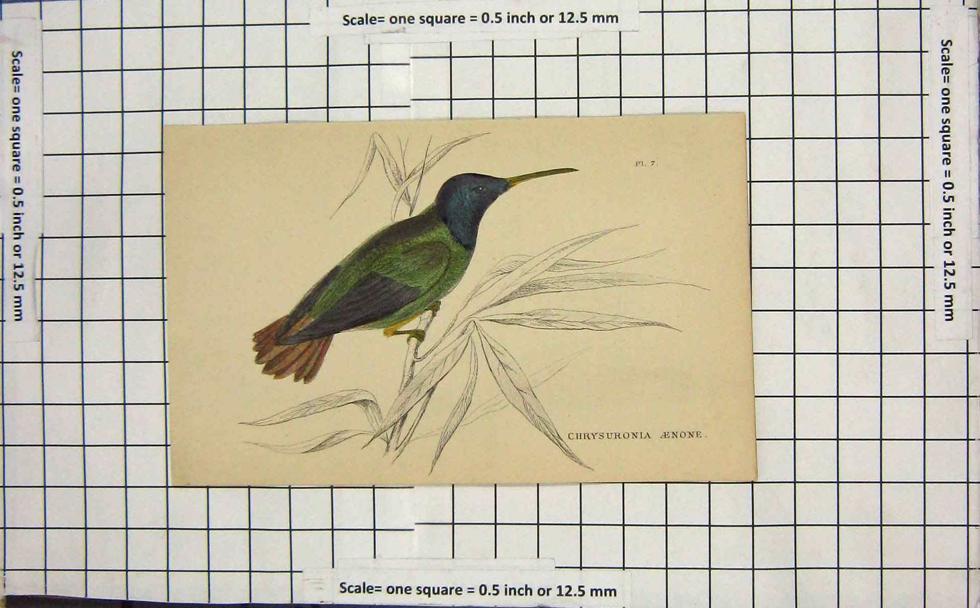 Original Old Antique Print Ornithology Chrysuronia Aenone Bird Colour