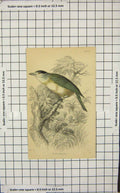 Original Old Antique Print Colour Cuvier'S Thick-Bill Bird Ornithology