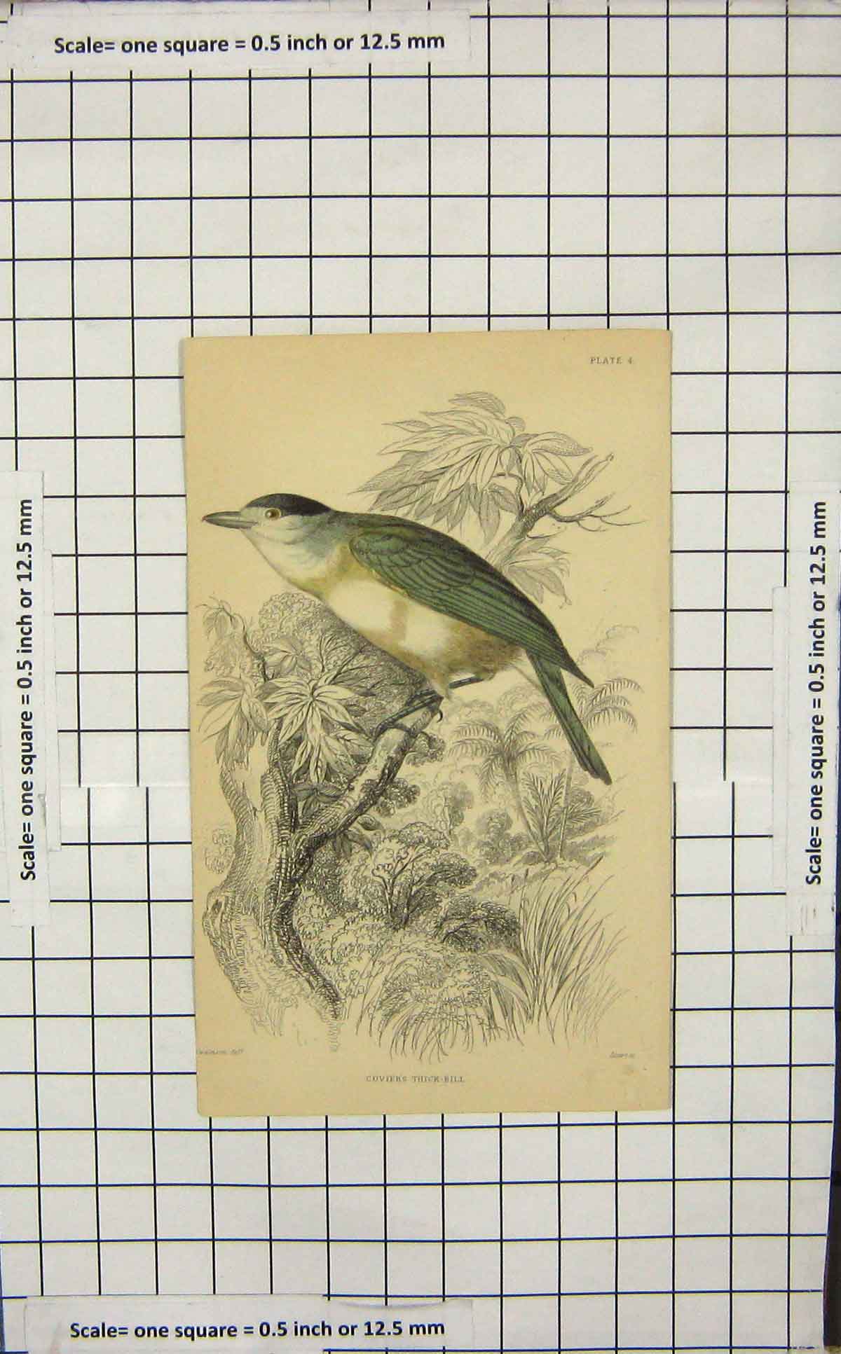 Original Old Antique Print Colour Cuvier'S Thick-Bill Bird Ornithology