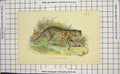 Original Old Antique Print Leopard Cat Javan Variety Wild Animal Colour