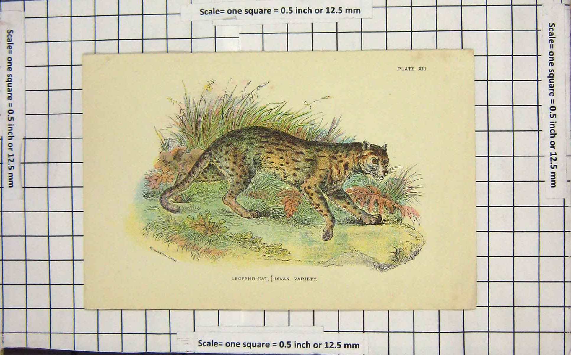 Original Old Antique Print Leopard Cat Javan Variety Wild Animal Colour