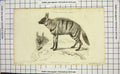 Original Old Antique Print 1825 Hyaena Genet Wild Cat Animal 19th Century