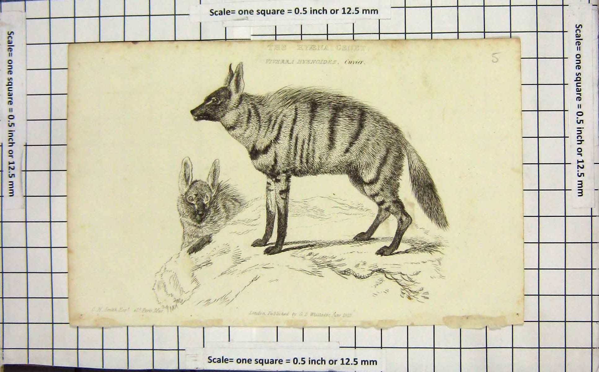Original Old Antique Print 1825 Hyaena Genet Wild Cat Animal 19th Century