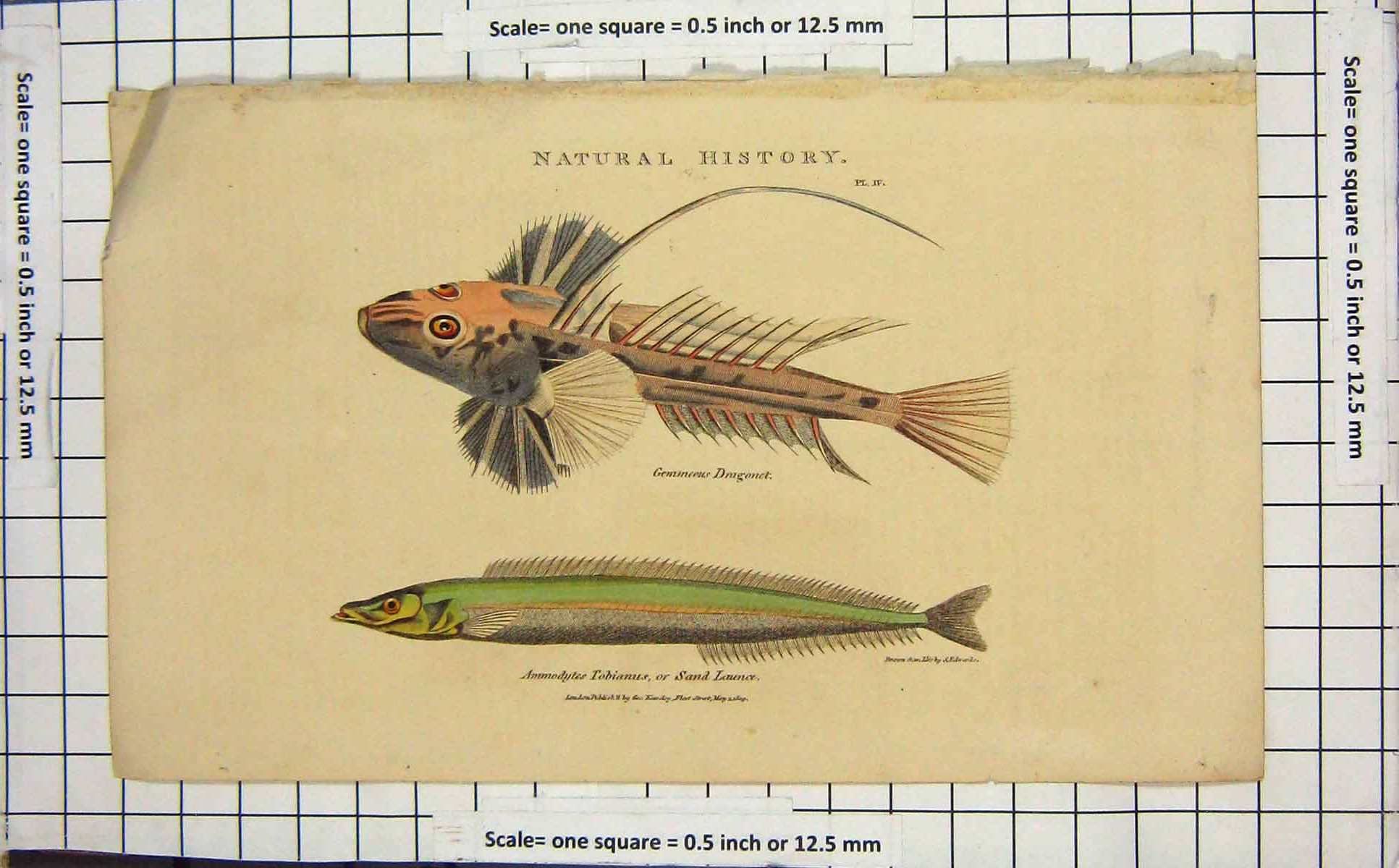 Old Antique Print 1809 Fish Dragonet Sand Launce Natural History Colour 19th