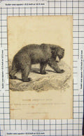 Original Old Antique Print 1827 North American Bear Wild Animal Nature 19th