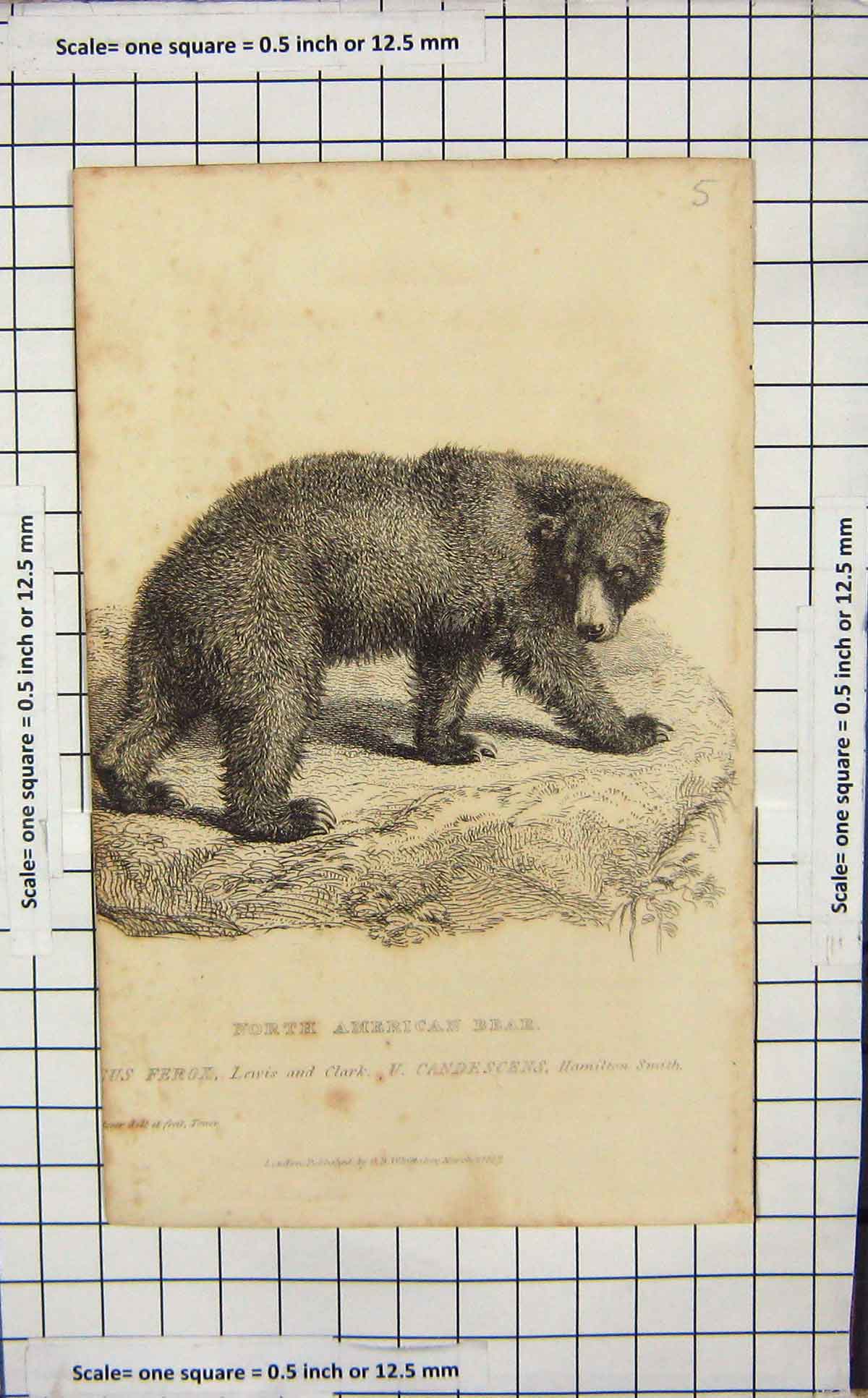 Original Old Antique Print 1827 North American Bear Wild Animal Nature 19th