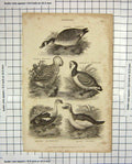Original Old Antique Print 1827 Anseres Birds Grey Hooded Duck Goose Canada