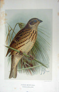 Original Old Antique Print Colour Corn-Bunting Birds Emberiza Miliaria Linn