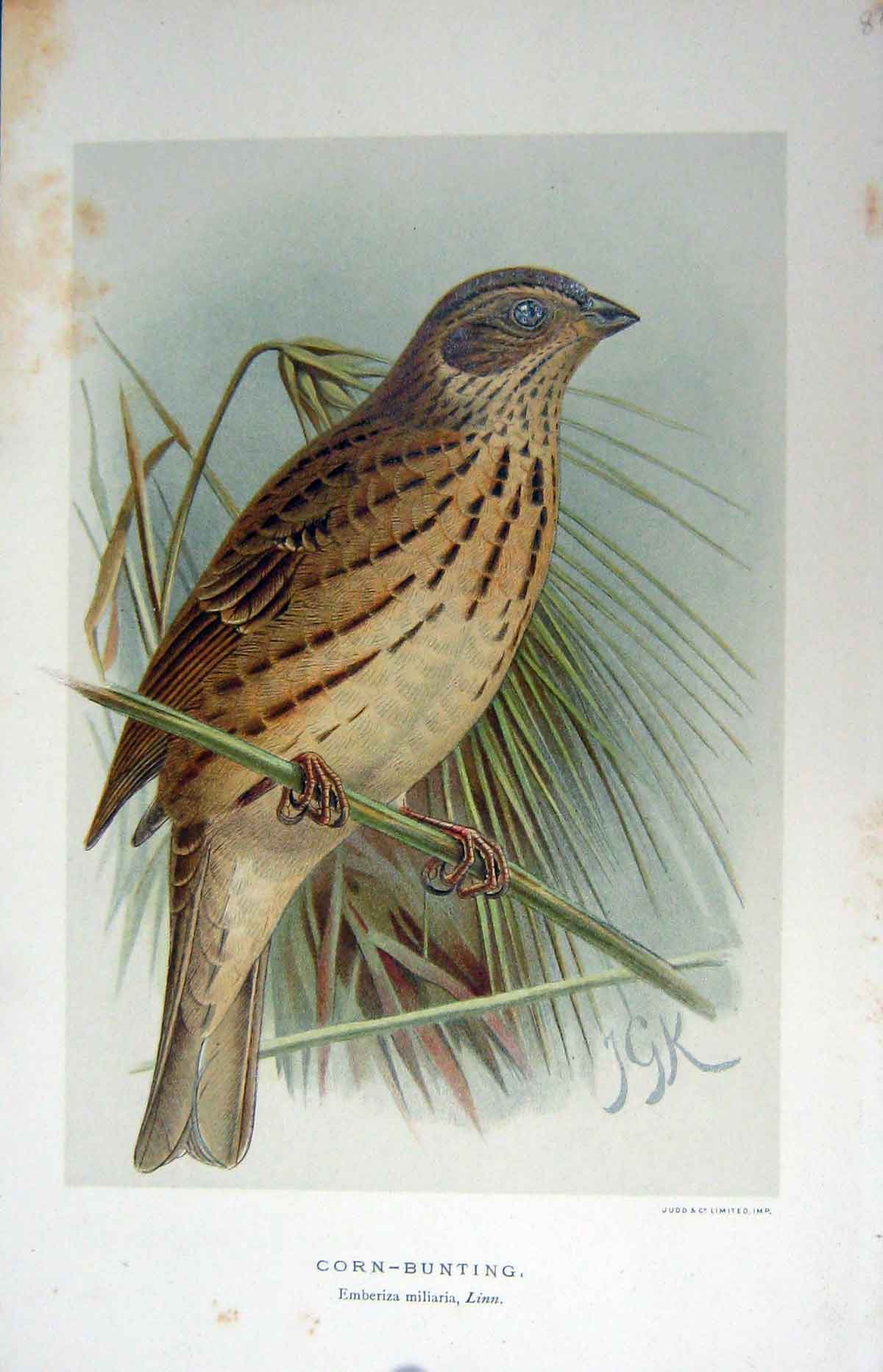 Original Old Antique Print Colour Corn-Bunting Birds Emberiza Miliaria Linn