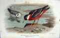 Original Old Antique Print Grey Phalarope Bird Phalaropus Fulicarius Colour