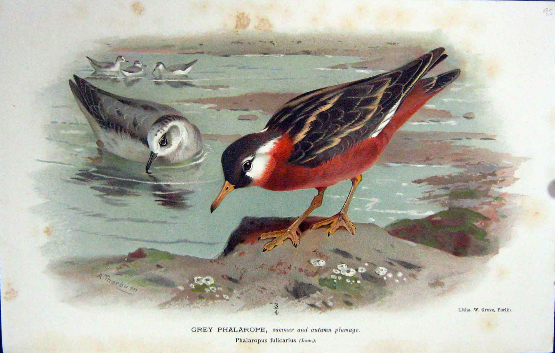 Original Old Antique Print Grey Phalarope Bird Phalaropus Fulicarius Colour