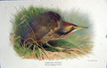 Original Old Antique Print American Bittern Botaurus Lentiginosus Colour