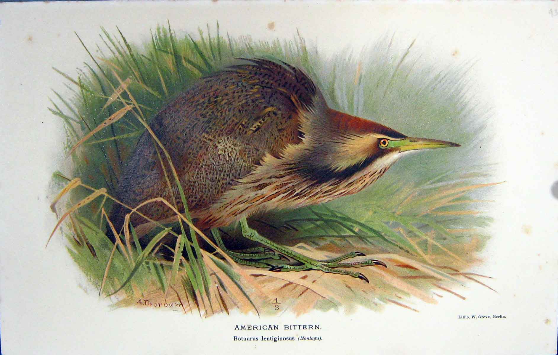 Original Old Antique Print American Bittern Botaurus Lentiginosus Colour