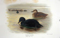 Original Old Antique Print Common Scooter Edemia Nigra Bird Thornburn Colour