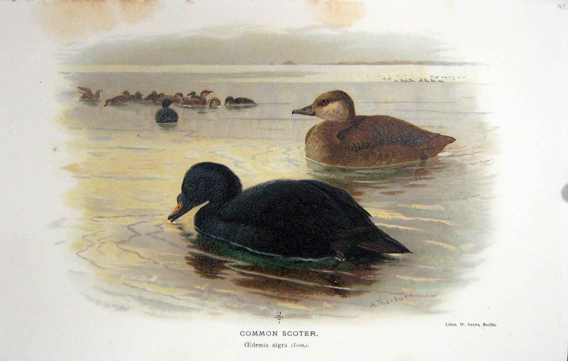 Original Old Antique Print Common Scooter Edemia Nigra Bird Thornburn Colour