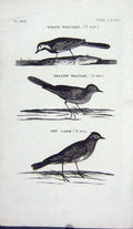 Original Old Antique Print Birds White Yellow Wagtail Sky Lark Nature