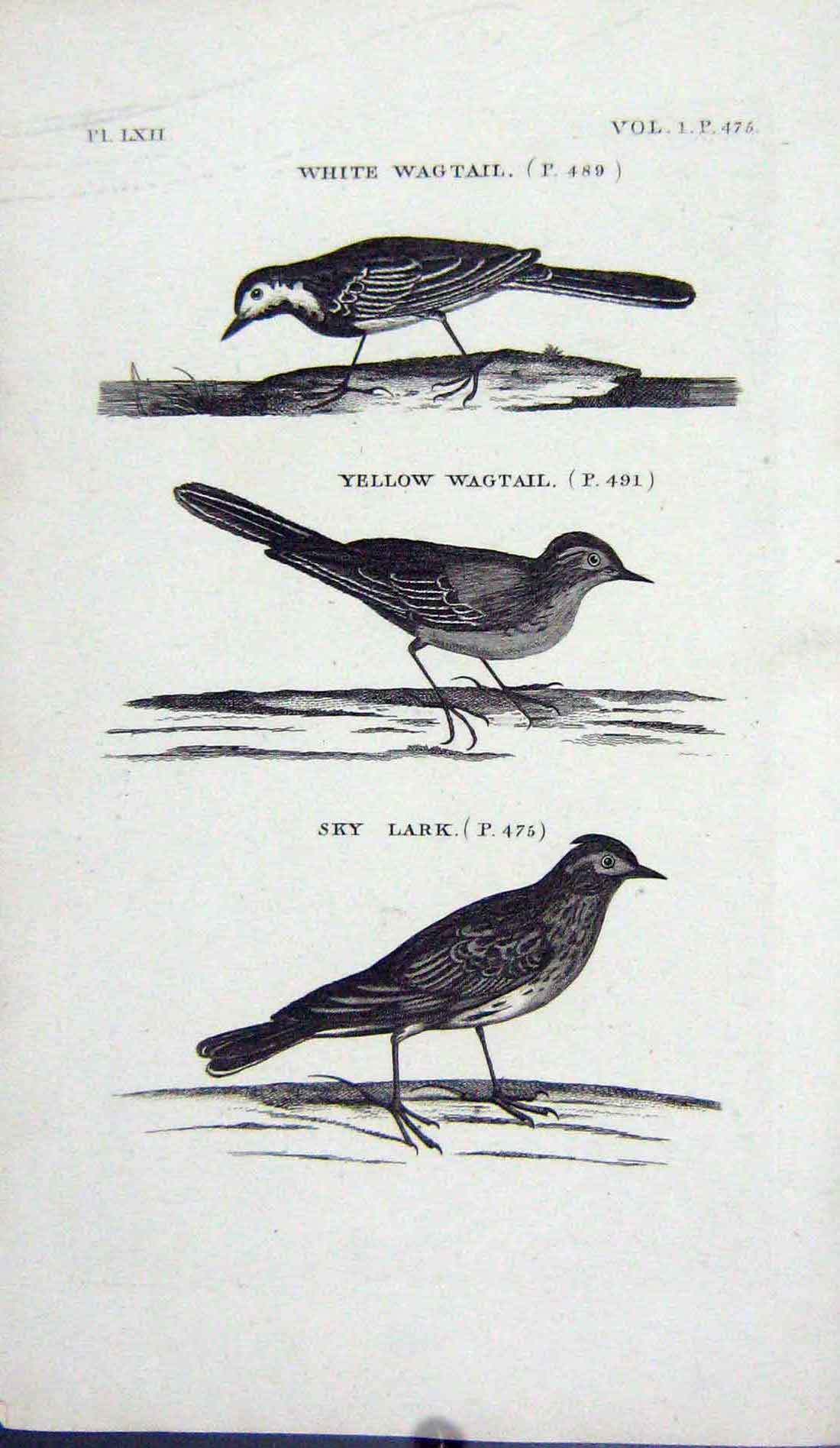 Original Old Antique Print Birds White Yellow Wagtail Sky Lark Nature
