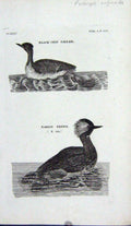 Original Old Antique Print Black Chin Grebe Eared Ducks Birds