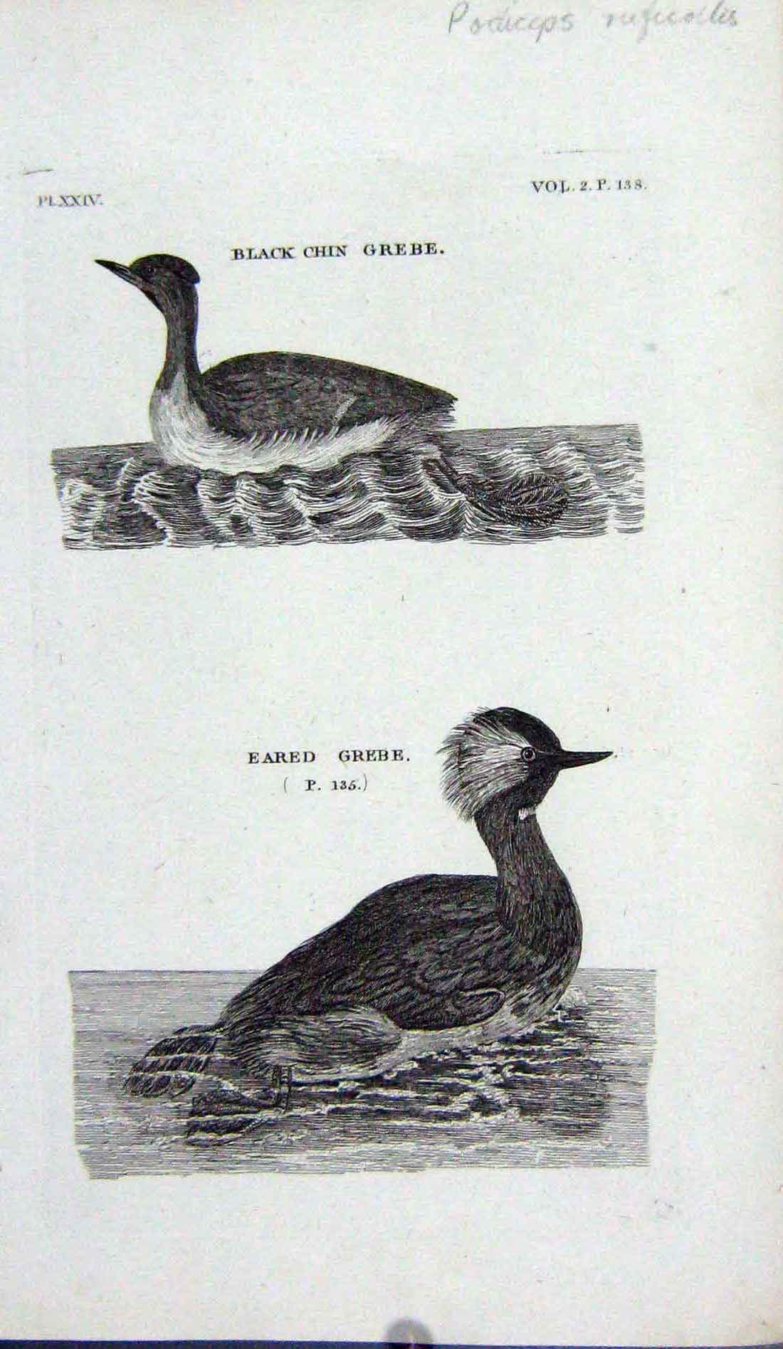 Original Old Antique Print Black Chin Grebe Eared Ducks Birds