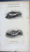 Original Old Antique Print Corn Crake Land Rial Daker Hen Quail 1801 Engraving
