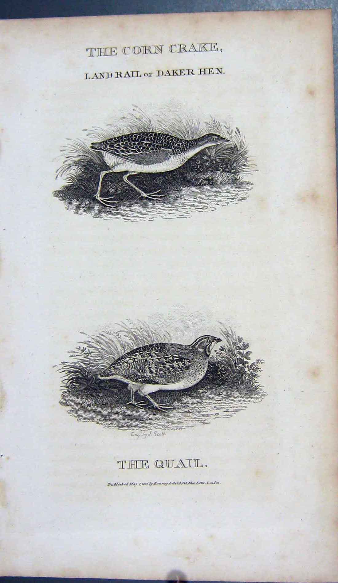 Original Old Antique Print Corn Crake Land Rial Daker Hen Quail 1801 Engraving